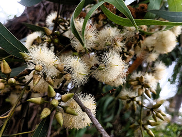 25 RED FOREST GUM Tree Eucalyptus Tereticornis Blue Grey Mountain Flower Seeds
